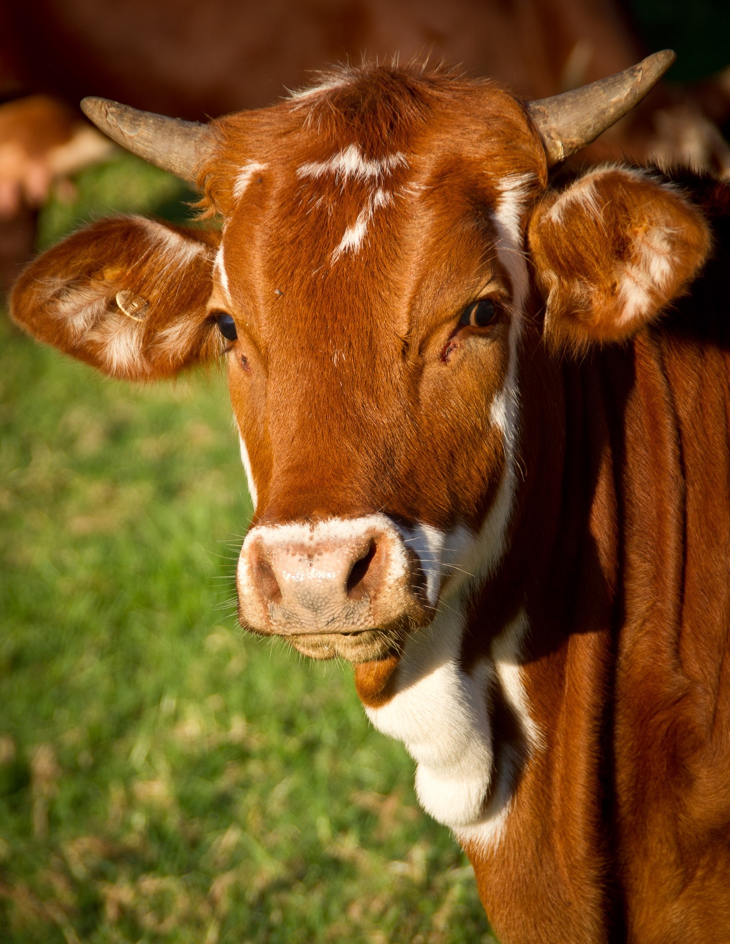 Livestock